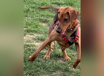 Freundlicher Snicker wartet in 50354 Hürth