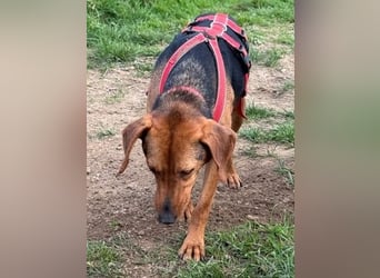 Freundlicher Snicker wartet in 50354 Hürth