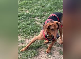 Freundlicher Snicker wartet in 50354 Hürth