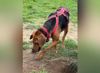 Freundlicher Snicker wartet in 50354 Hürth