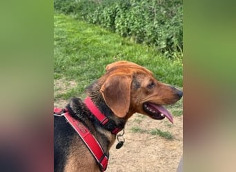 Freundlicher Snicker wartet in 50354 Hürth