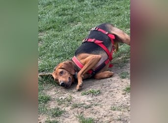 Freundlicher Snicker wartet in 50354 Hürth