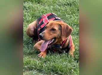 Freundlicher Snicker wartet in 50354 Hürth