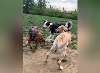 Freundlicher Snicker wartet in 50354 Hürth