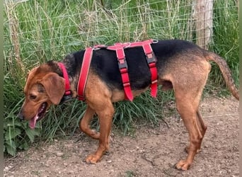 Freundlicher Snicker wartet in 50354 Hürth