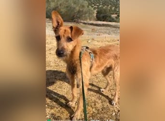 DUENDE ❤️ sanft, fröhlich und voller Liebe, Pflegefamilie Immenhausen