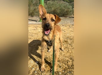 DUENDE ❤️ sanft, fröhlich und voller Liebe, Pflegefamilie Immenhausen