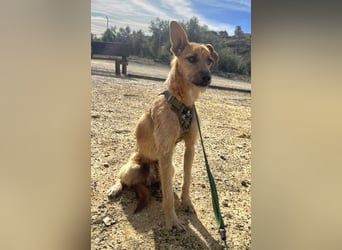 DUENDE ❤️ sanft, fröhlich und voller Liebe, Pflegefamilie Immenhausen