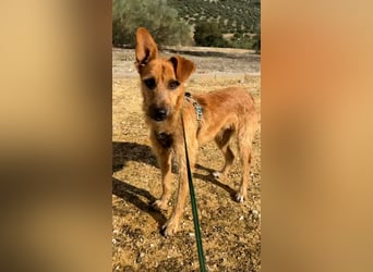 DUENDE ❤️ sanft, fröhlich und voller Liebe, Pflegefamilie Immenhausen