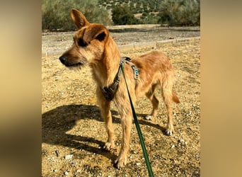 DUENDE ❤️ sanft, fröhlich und voller Liebe, Pflegefamilie Immenhausen