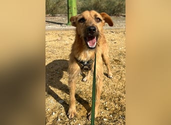 DUENDE ❤️ sanft, fröhlich und voller Liebe, Pflegefamilie Immenhausen