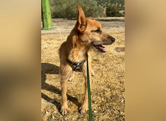 DUENDE ❤️ sanft, fröhlich und voller Liebe, Pflegefamilie Immenhausen