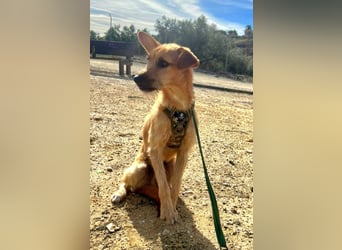 DUENDE ❤️ sanft, fröhlich und voller Liebe, Pflegefamilie Immenhausen