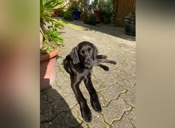 Fredi auf der Suche auf einer Endstelle