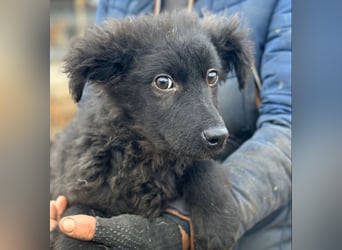 Cara - Hündin - geb. 10/2025