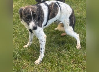 Püpppie - Hündin - geb. 10/2024