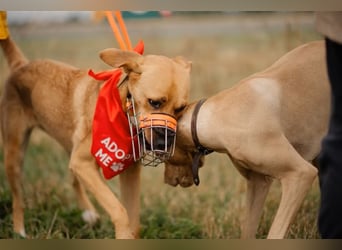 Sansa - Hündin - geb. 12/2022 - wartet in 12205 Berlin