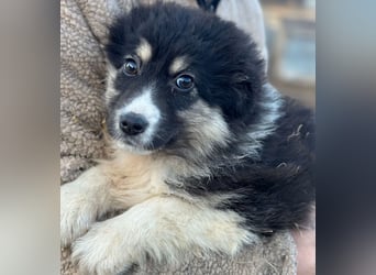 DISCHKA - geb. ca. 9/2025 - Hündin