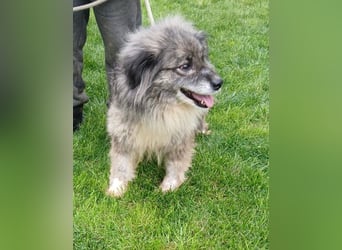 Maleika - Hündin - geb. 06/2018 - 43 cm