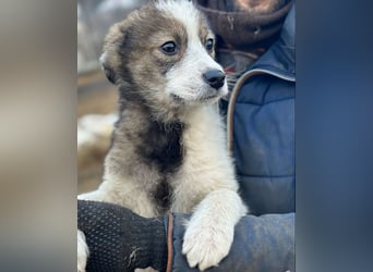 Amra - Hündin - geb. 09/25