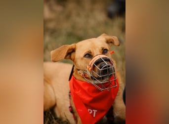 Sansa - Hündin - geb. 12/2022 - wartet in 12205 Berlin