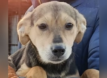 Daphne - Hündin - geb. 08/2025