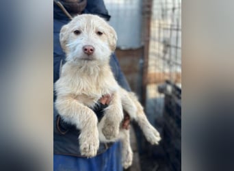 Viktoria - Hündin - geb. 08/2025