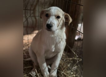 Snoopy - Rüde - geb. 10/25