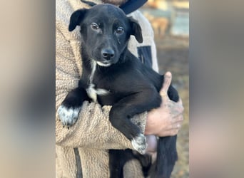 Tarek - Rüde - geb. 10/25