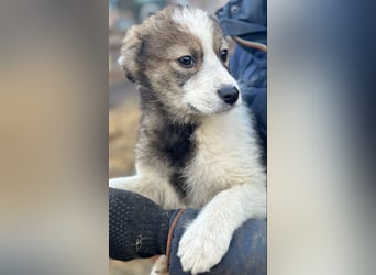 Amra - Hündin - geb. 09/25