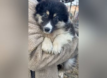 DISCHKA - geb. ca. 9/2025 - Hündin