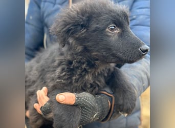 Cara - Hündin - geb. 10/2025