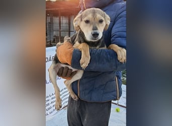 Daphne - Hündin - geb. 08/2025