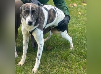 Püpppie - Hündin - geb. 10/2024