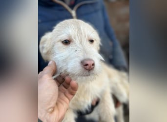 Viktoria - Hündin - geb. 08/2025