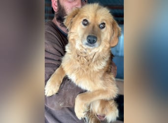 Milly - Hündin - ca. 2024 geb. - ca. 50 cm