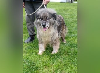 Maleika - Hündin - geb. 06/2018 - 43 cm