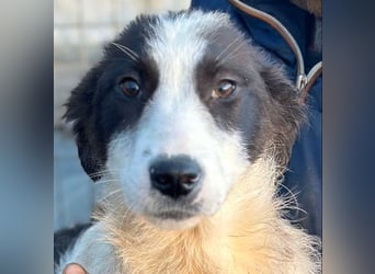 Marcy - Hündin - geb. 08/2025