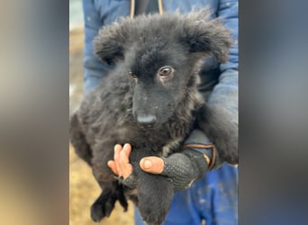 Cara - Hündin - geb. 10/2025