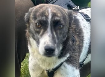 Püpppie - Hündin - geb. 10/2024