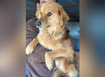 Milly - Hündin - ca. 2024 geb. - ca. 50 cm