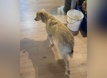 KIWI verliert leider ihr Zuhause - Hündin - geb. 08/2025 - ca. 50 cm