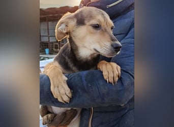 Daphne - Hündin - geb. 08/2025