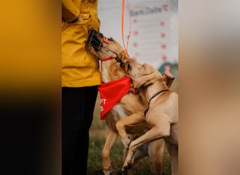 Sansa - Hündin - geb. 12/2022 - wartet in 12205 Berlin