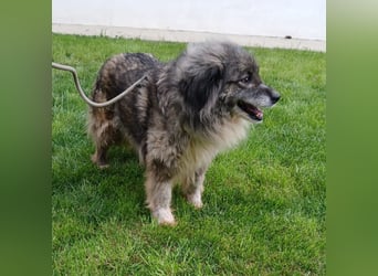 Maleika - Hündin - geb. 06/2018 - 43 cm