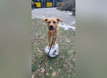 Sansa - Hündin - geb. 12/2022 - wartet in 12205 Berlin