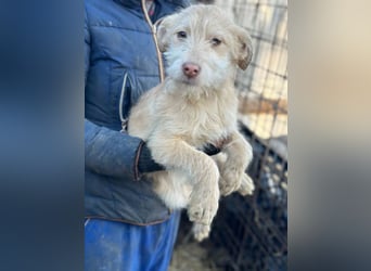 Viktoria - Hündin - geb. 08/2025