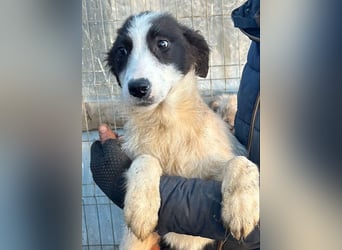 Marcy - Hündin - geb. 08/2025