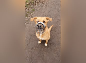 Sansa - Hündin - geb. 12/2022 - wartet in 12205 Berlin