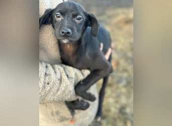 Suri - Hündin - geb. 10/25